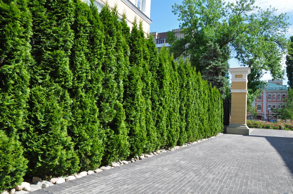 6 Benefits Of Growing A Living Fence