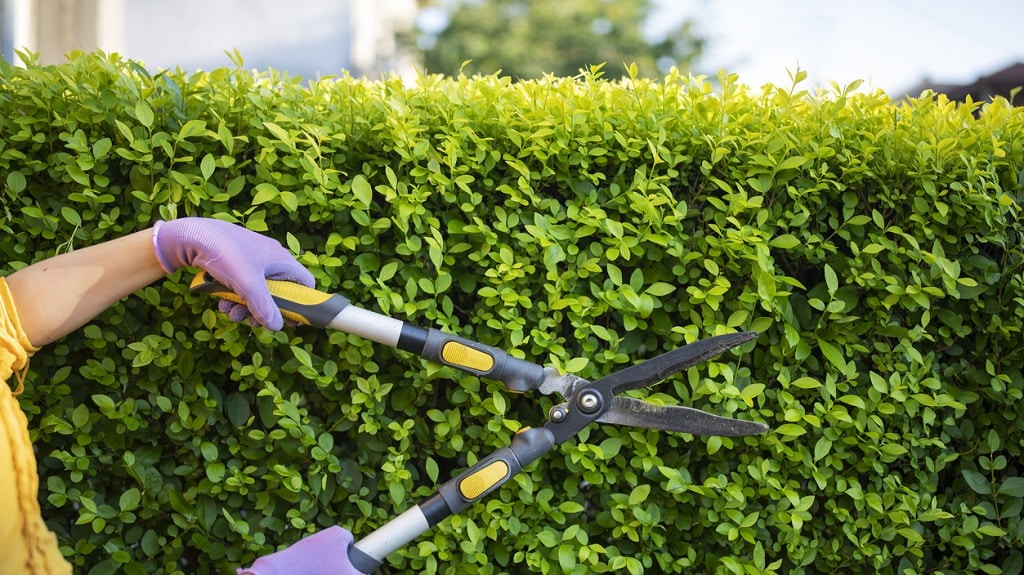 6 Benefits Of Growing A Living Fence